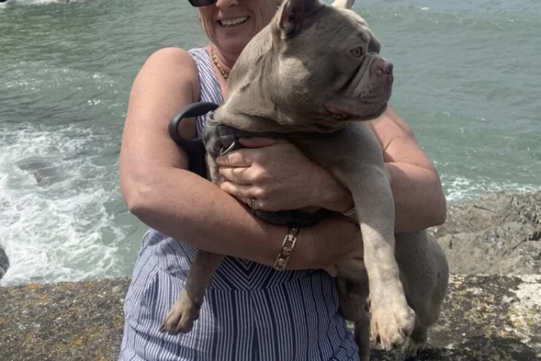 French Bulldog