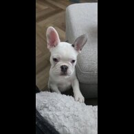French Bulldog