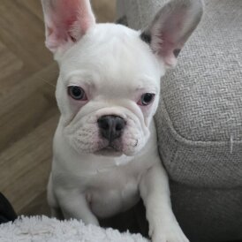 French Bulldog