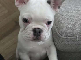 French Bulldog