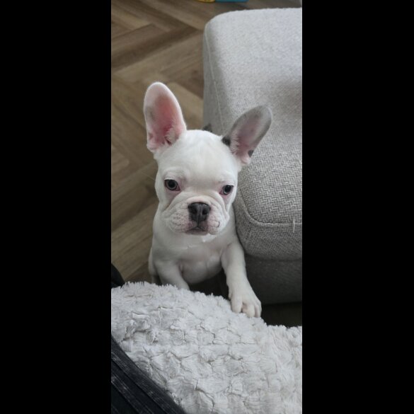 French Bulldog