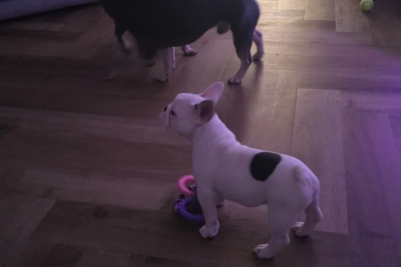 French Bulldog