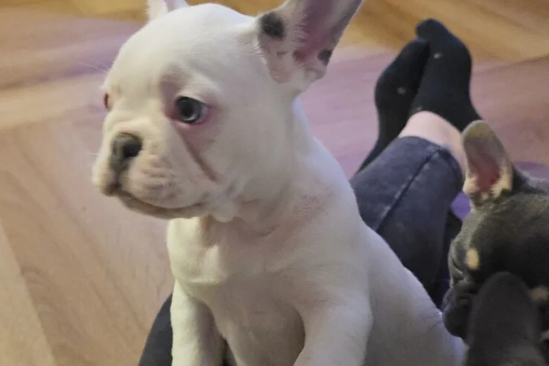 French Bulldog