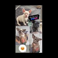 French Bulldog