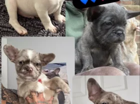 French Bulldog