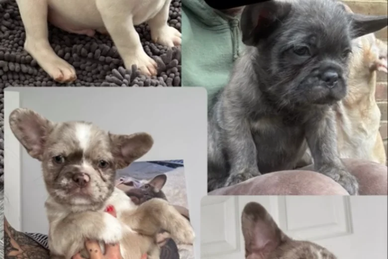 French Bulldog