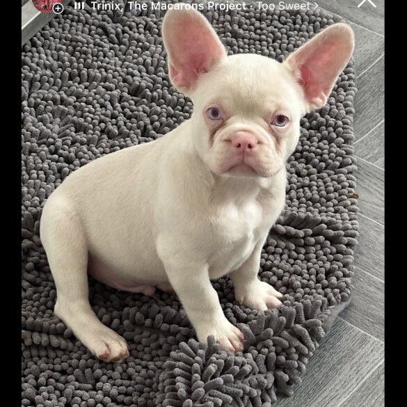 French Bulldog