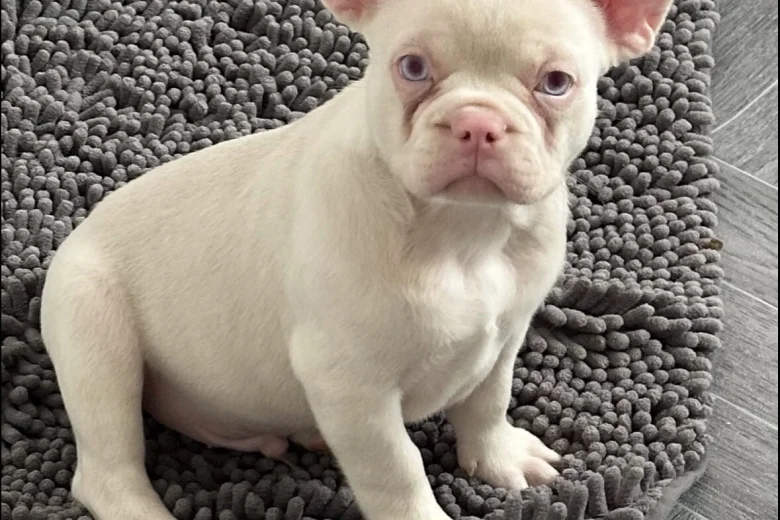 French Bulldog