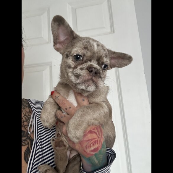 French Bulldog