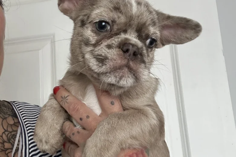 French Bulldog