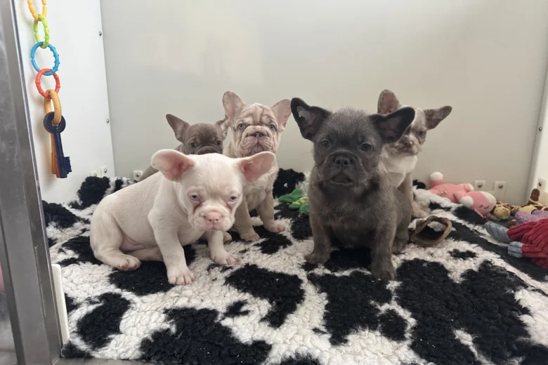 French Bulldog