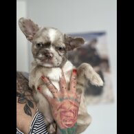 French Bulldog