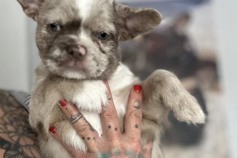 French Bulldog