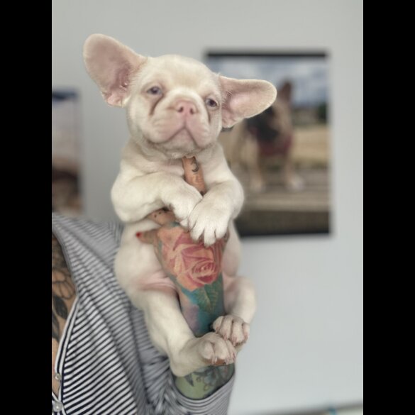 French Bulldog