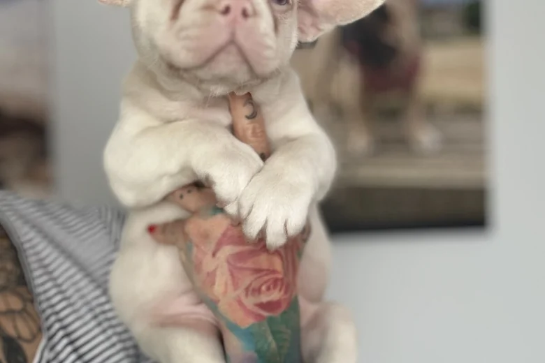 French Bulldog