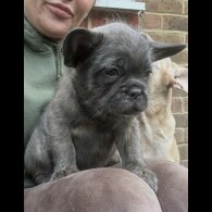 French Bulldog