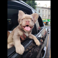 French Bulldog