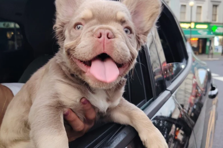 French Bulldog