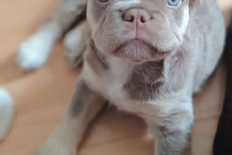 French Bulldog