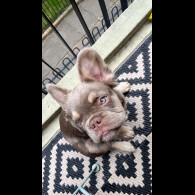 French Bulldog