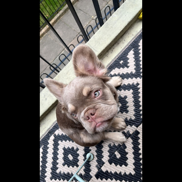 French Bulldog