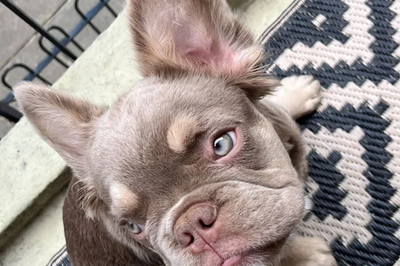 French Bulldog