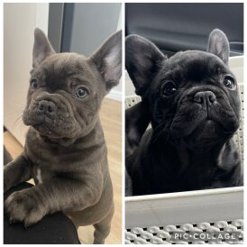 French Bulldog