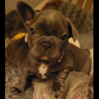 French Bulldog