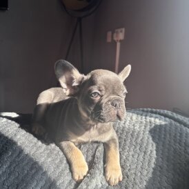 French Bulldog