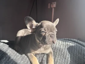 French Bulldog