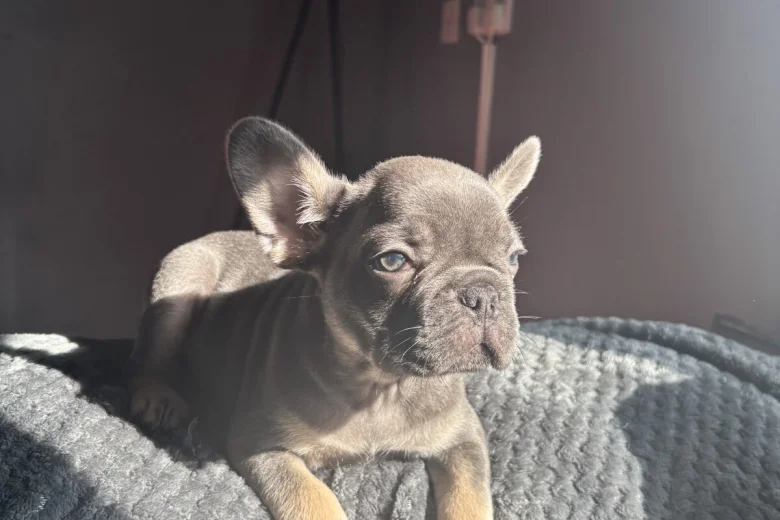 French Bulldog