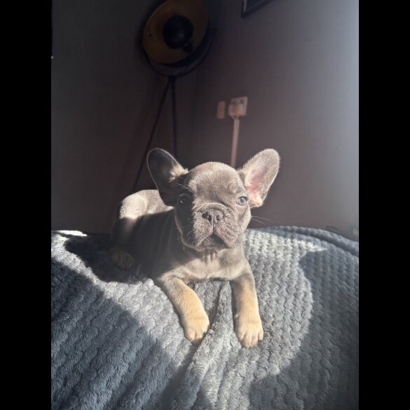 French Bulldog