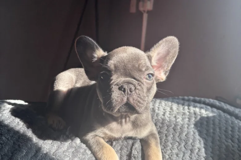 French Bulldog
