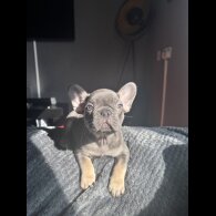 French Bulldog