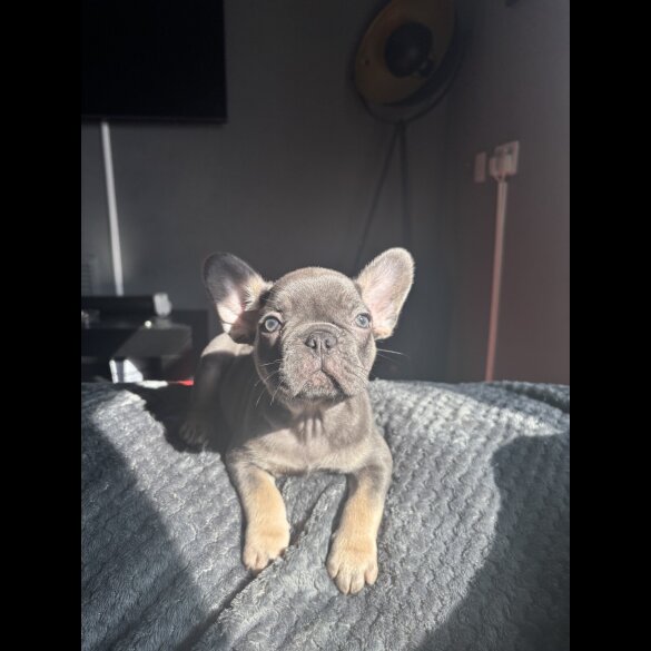 French Bulldog