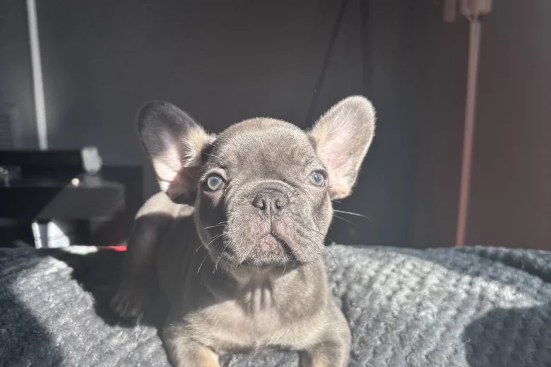 French Bulldog