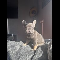 French Bulldog