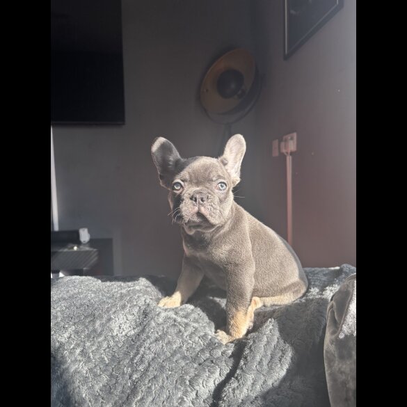French Bulldog