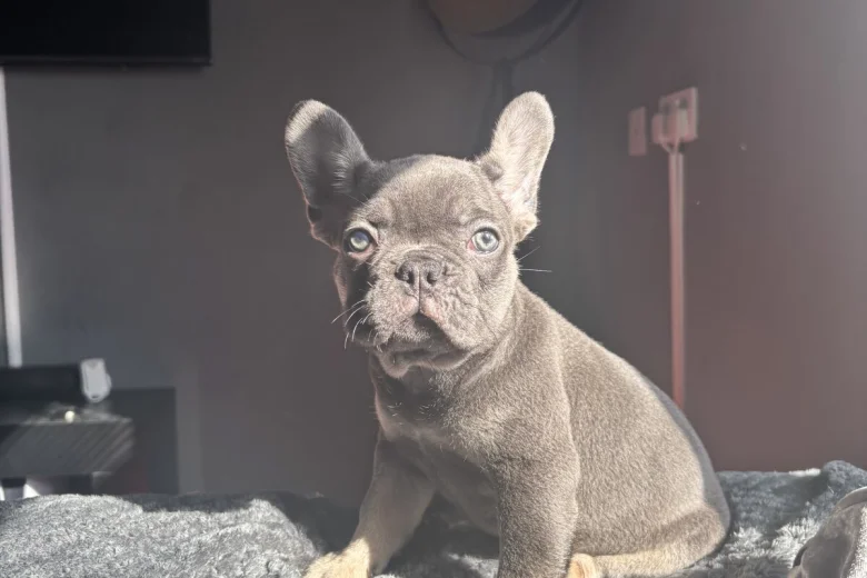 French Bulldog