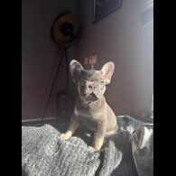 French Bulldog