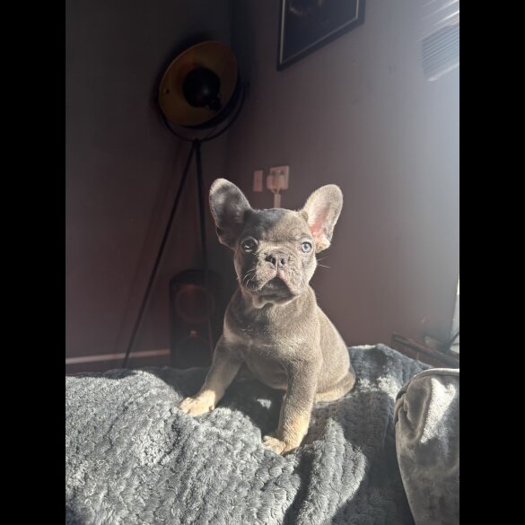French Bulldog