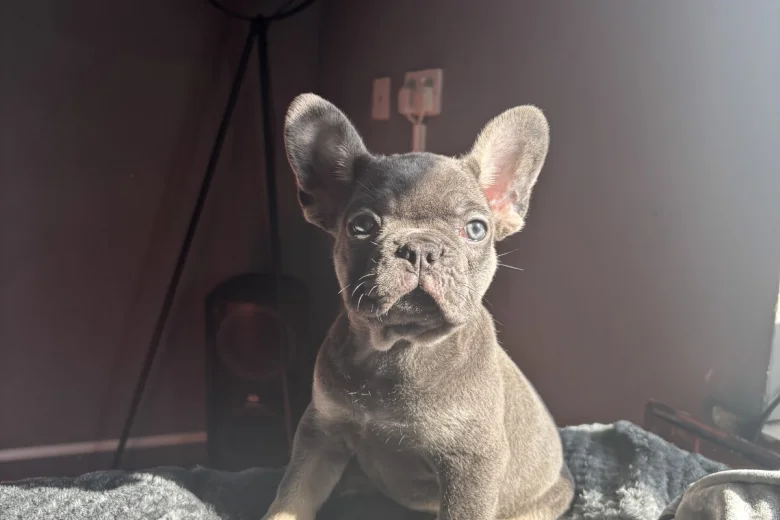 French Bulldog