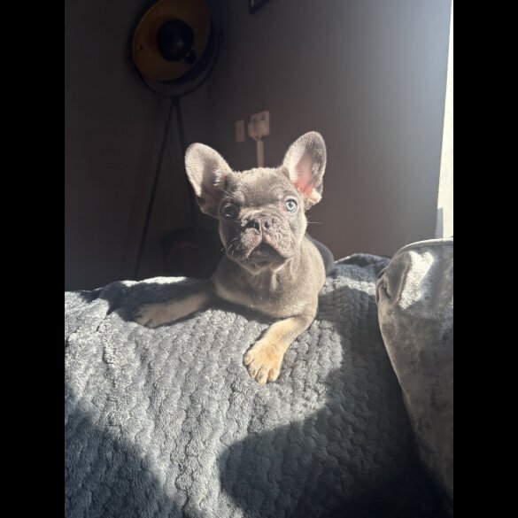 French Bulldog