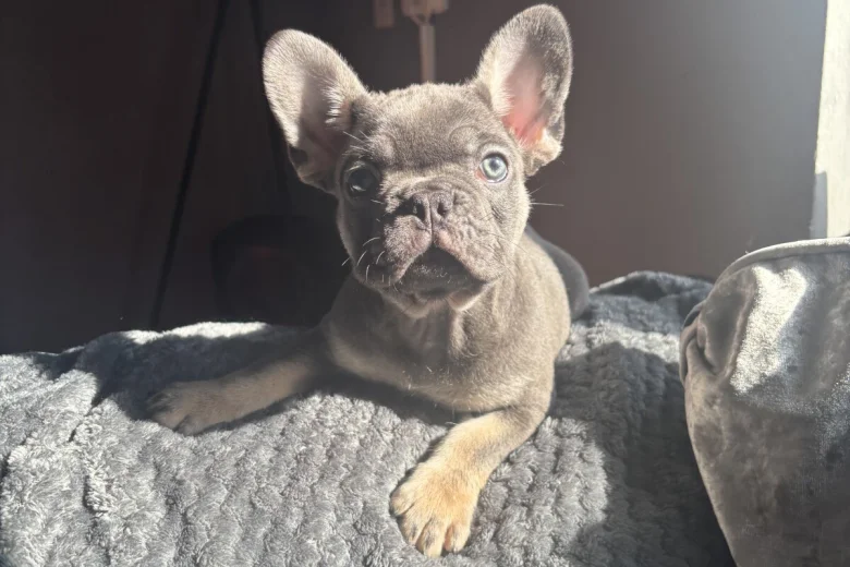 French Bulldog