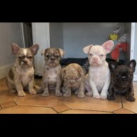 French Bulldog