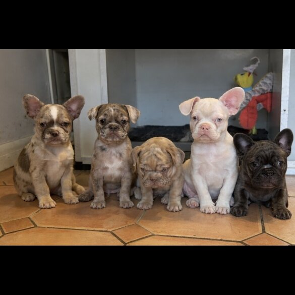 French Bulldog