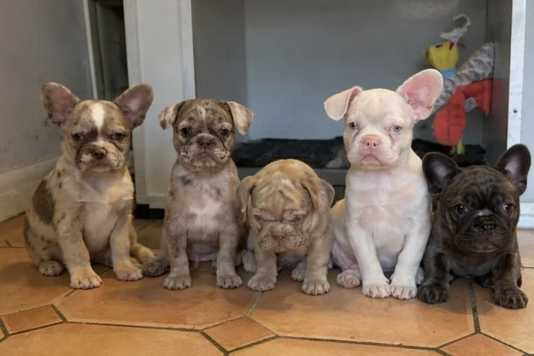 French Bulldog