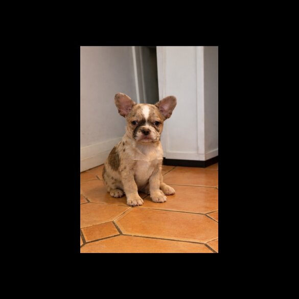 French Bulldog