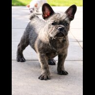 French Bulldog