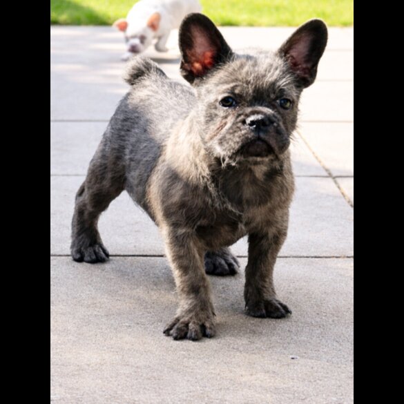 French Bulldog